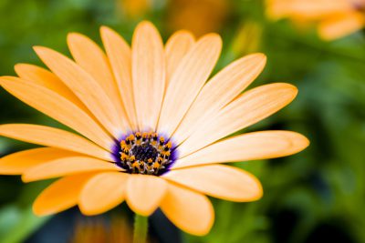 Ngày 19/11/2020 CB,GV,CNV Trường MN Bình Minh tham dự lễ tọa đàm Kỉ niệm ngày nhà giáo Việt Nam do UBND TT tổ chức.